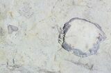 Elegant, Kettneraspis Trilobite - Oklahoma #47122-4